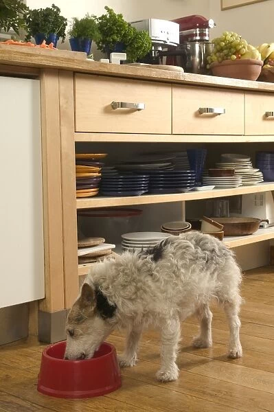 Dog - eating from bowl in kitchen