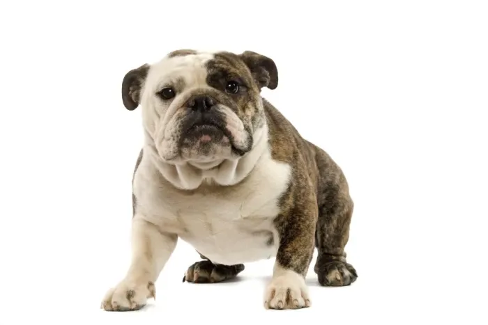 Framed Print : Dog - English Bulldog Framed Print : Dog - English Bulldog