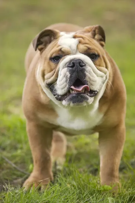 Framed Print : Dog - English Bulldog Framed Print : Dog - English Bulldog
