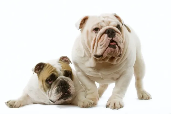Framed Print : Dog - English Bulldog Framed Print : Dog - English Bulldog