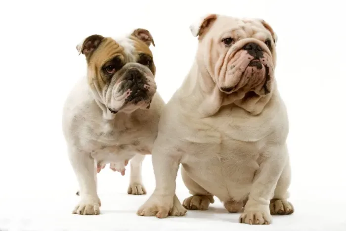 Framed Print : Dog - English Bulldog Framed Print : Dog - English Bulldog