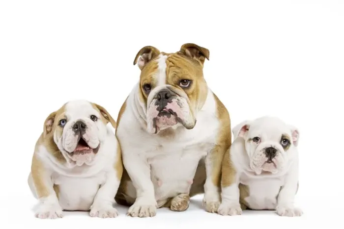 Framed Print : Dog - English Bulldog - adult and puppies in studio Framed Print : Dog - English Bulldog - adult and puppies in studio