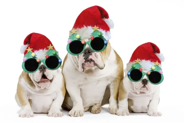Framed Print : Dog - English Bulldog - adult and puppies wearing Christmas hats and glasses. Digital Manipulation: Hats & glasses (Su) Framed Print : Dog - English Bulldog - adult and puppies wearing Christmas hats and glasses. Digital Manipulation: Hats & glasses (Su)