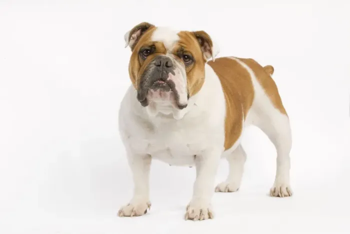 Framed Print : Dog - English Bulldog - adult in studio