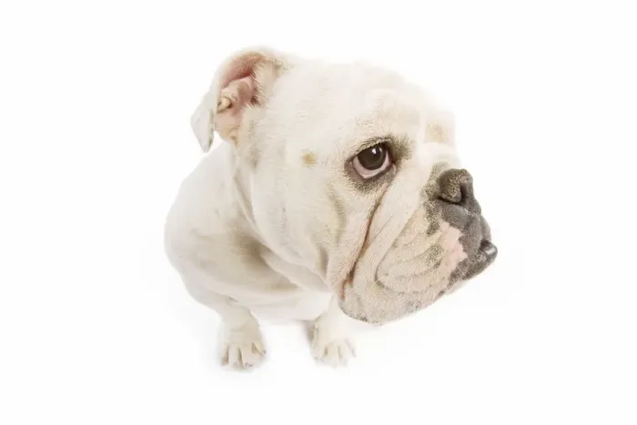Framed Print : Dog - English Bulldog - adult in studio - fish-eye lense Framed Print : Dog - English Bulldog - adult in studio - fish-eye lense