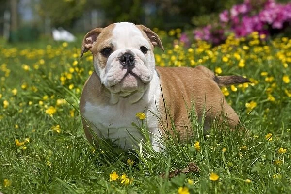 Dog - English Bulldog in garden with flowers Digitally manipulated - eye changed