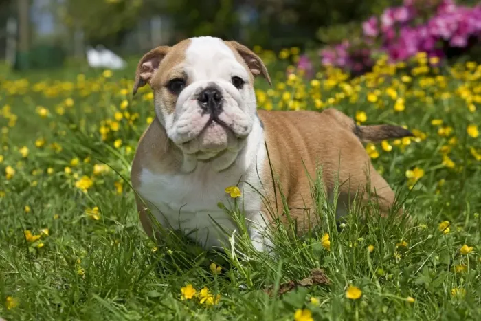 Framed Print : Dog - English Bulldog in garden with flowers Digitally manipulated - eye changed Framed Print : Dog - English Bulldog in garden with flowers Digitally manipulated - eye changed