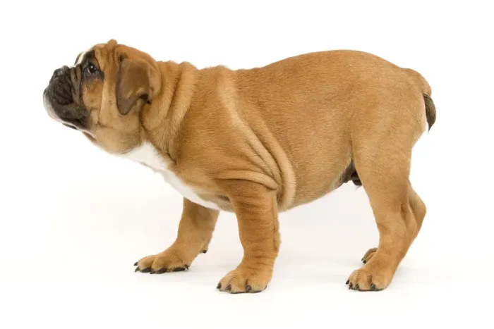 Framed Print : Dog - English Bulldog puppy Framed Print : Dog - English Bulldog puppy