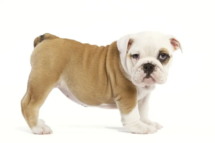 Framed Print : Dog - English Bulldog - puppy in studio Framed Print : Dog - English Bulldog - puppy in studio