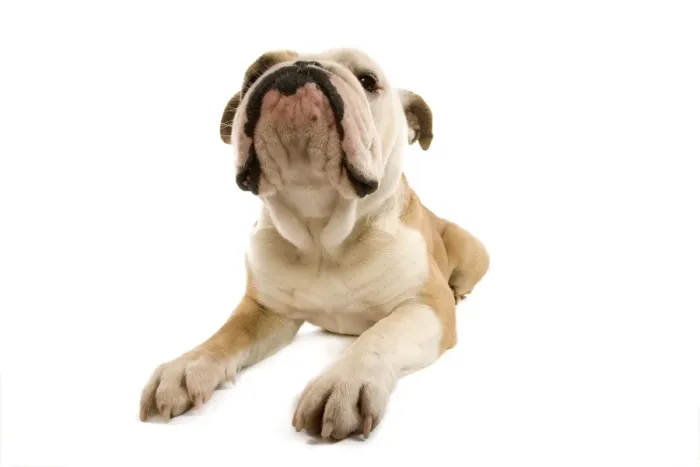 Framed Print : Dog - English Bulldog in studio Framed Print : Dog - English Bulldog in studio