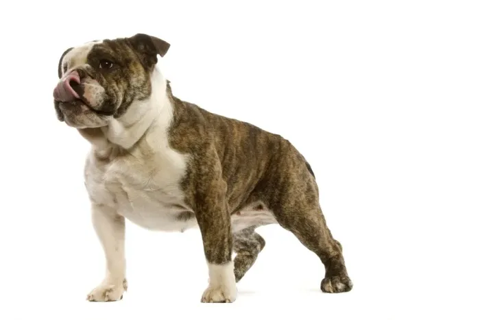 Framed Print : Dog - English Bulldog in studio Framed Print : Dog - English Bulldog in studio