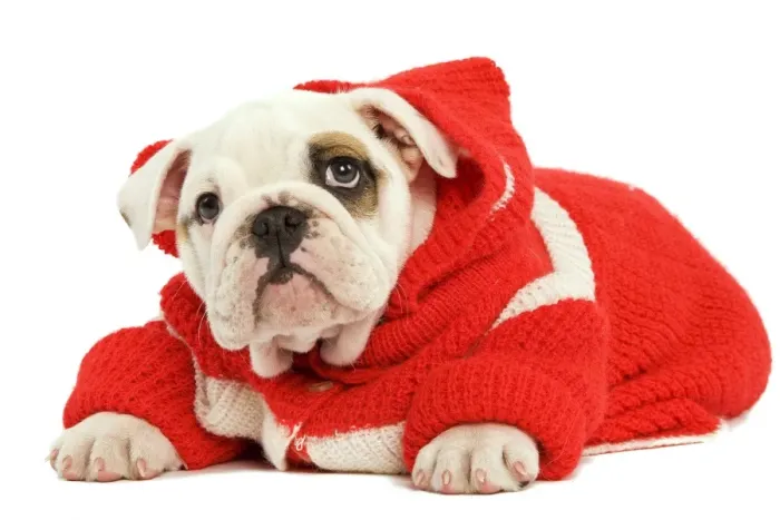 Framed Print : Dog - English Bulldog - wearing red knitted hoodie Framed Print : Dog - English Bulldog - wearing red knitted hoodie