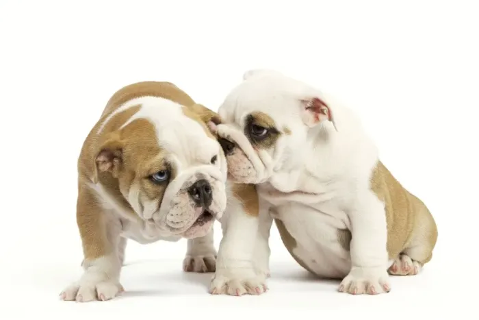 Framed Print : Dog - English Bulldog - one whispering in other's ear Framed Print : Dog - English Bulldog - one whispering in other's ear