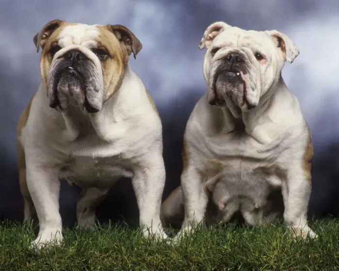Framed Print : Dog - two English Bulldogs Framed Print : Dog - two English Bulldogs