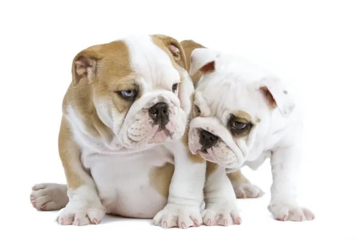 Framed Print : Dog - English Bulldogs - in studio Framed Print : Dog - English Bulldogs - in studio
