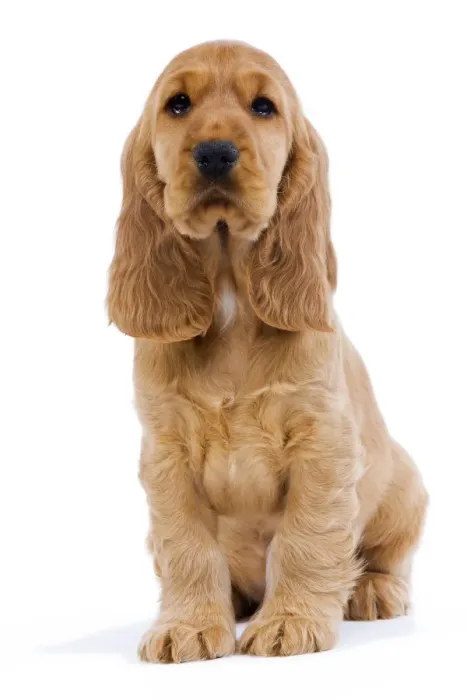 Framed Print : Dog - English Cocker Spaniel Framed Print : Dog - English Cocker Spaniel