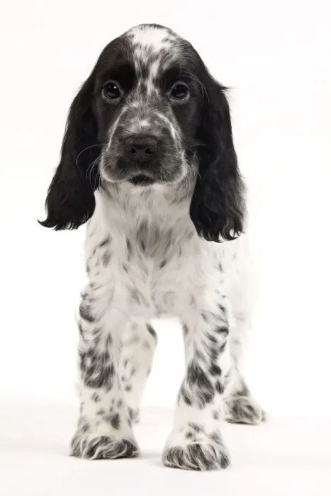 Framed Print : Dog - English Cocker Spaniel Framed Print : Dog - English Cocker Spaniel
