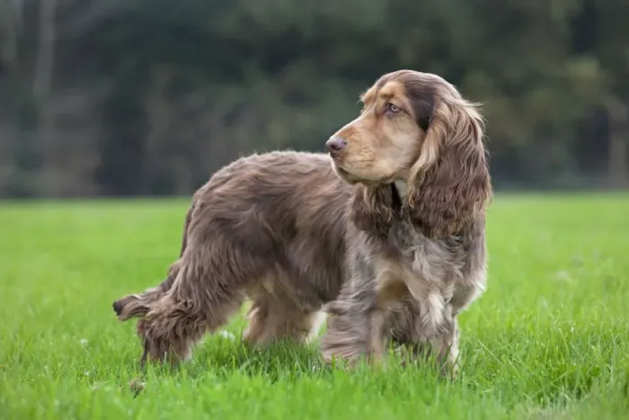 Framed Print : Dog - English Cocker Spaniel Framed Print : Dog - English Cocker Spaniel