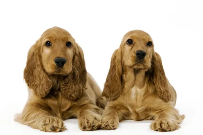 Framed Print : Dog - English Cocker Spaniel puppies in studio