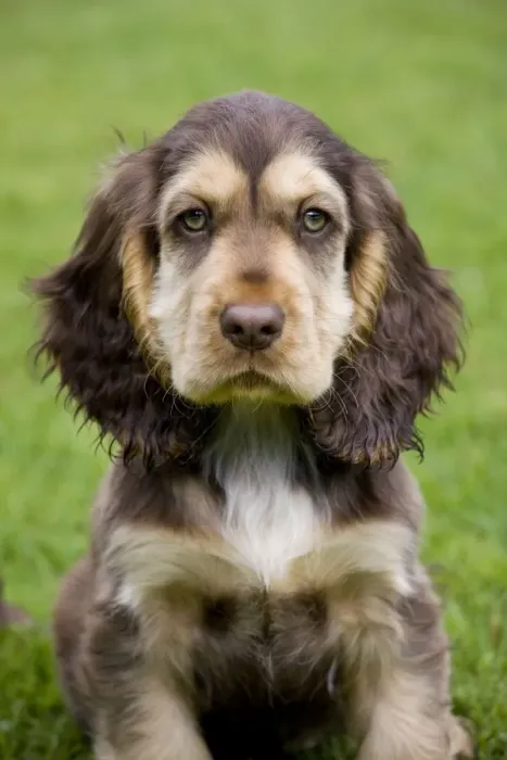 Framed Print : Dog - English Cocker Spaniel - puppy in garden Framed Print : Dog - English Cocker Spaniel - puppy in garden