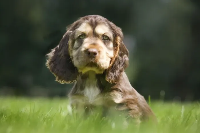 Framed Print : Dog - English Cocker Spaniel - puppy in garden Framed Print : Dog - English Cocker Spaniel - puppy in garden