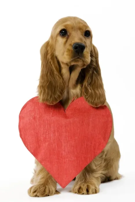 Framed Print : Dog - English Cocker Spaniel puppy in studio with paper heart around neck Framed Print : Dog - English Cocker Spaniel puppy in studio with paper heart around neck