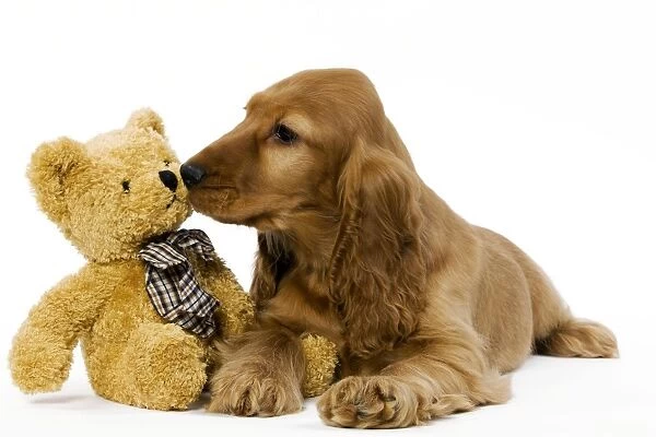 Dog - English Cocker Spaniel puppy in studio with teddy bear