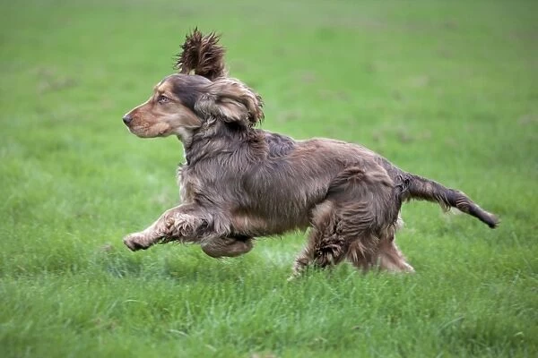 Dog - English Cocker Spaniel - running