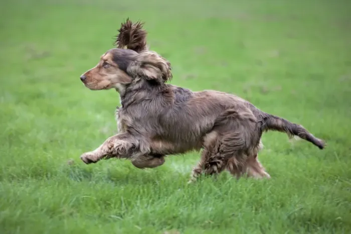 Framed Print : Dog - English Cocker Spaniel - running Framed Print : Dog - English Cocker Spaniel - running