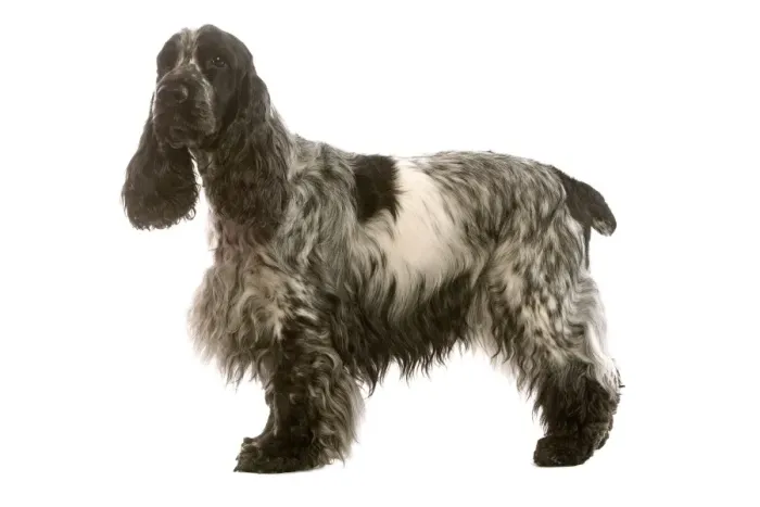 Framed Print : Dog - English Cocker Spaniel standing in studio