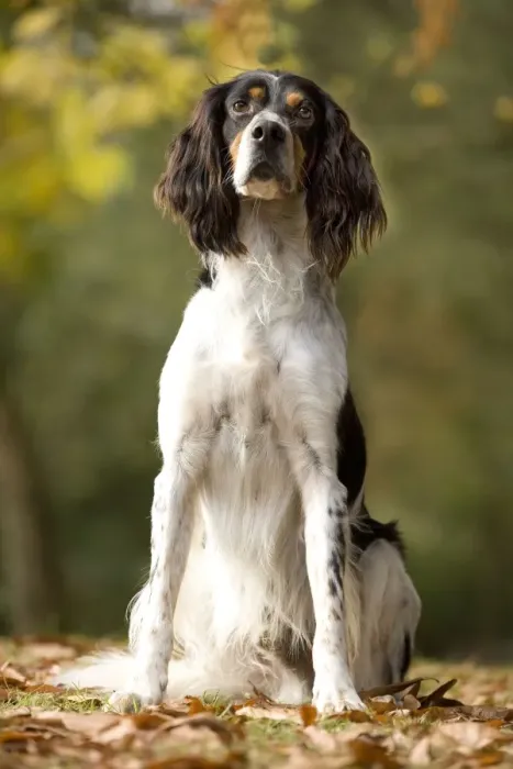 Framed Print : Dog - English Setter Framed Print : Dog - English Setter