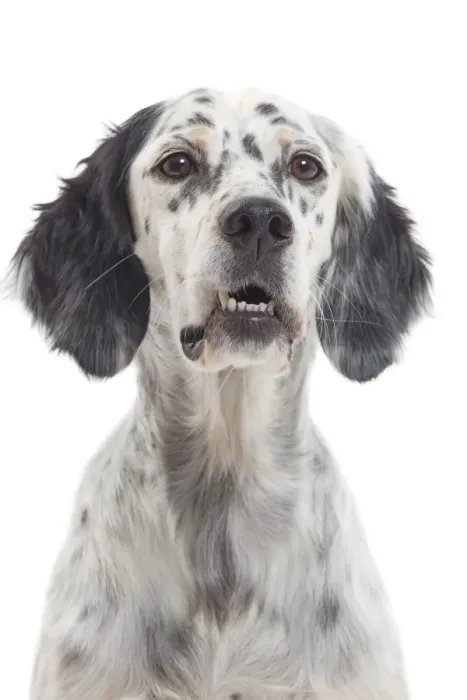 Framed Print : Dog - English Setter Framed Print : Dog - English Setter