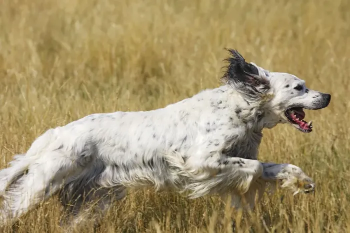 Framed Print : Dog - English Setter running Framed Print : Dog - English Setter running