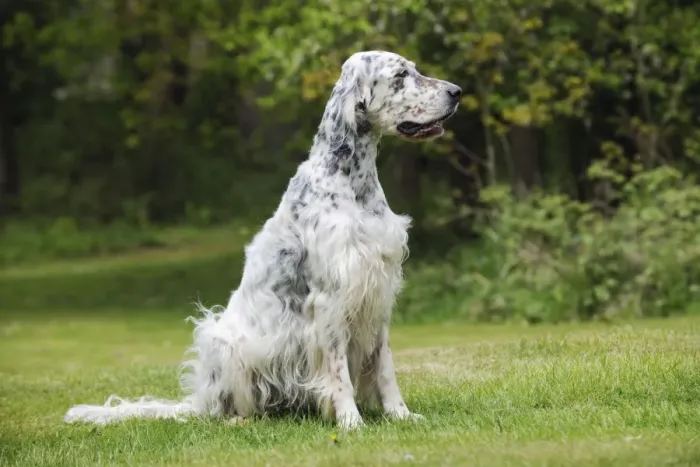 Framed Print : DOG. English setter sitting down Framed Print : DOG. English setter sitting down