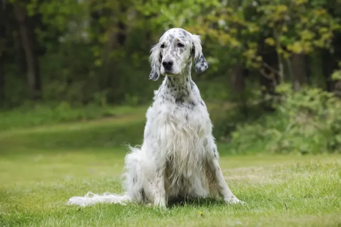 Framed Print : DOG. English setter sitting down Framed Print : DOG. English setter sitting down