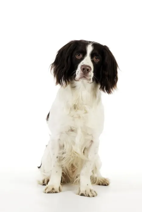Framed Print : DOG - English springer spaniel