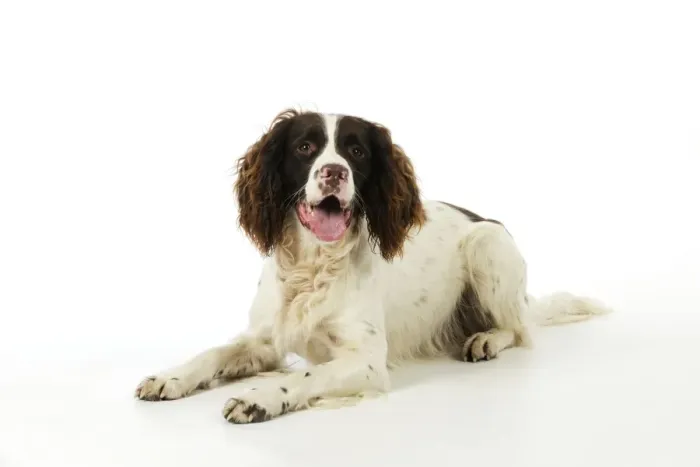 Framed Print : DOG. English springer spaniel laying down Framed Print : DOG. English springer spaniel laying down