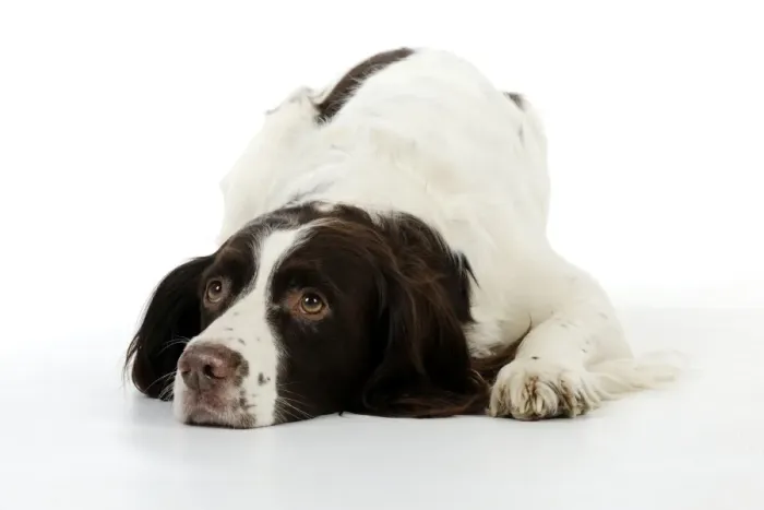 Framed Print : DOG - English springer spaniel laying down Framed Print : DOG - English springer spaniel laying down