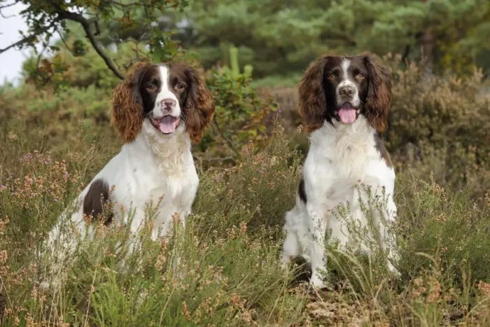 Framed Print : DOG. English springer spaniel pair sitting in heather Framed Print : DOG. English springer spaniel pair sitting in heather