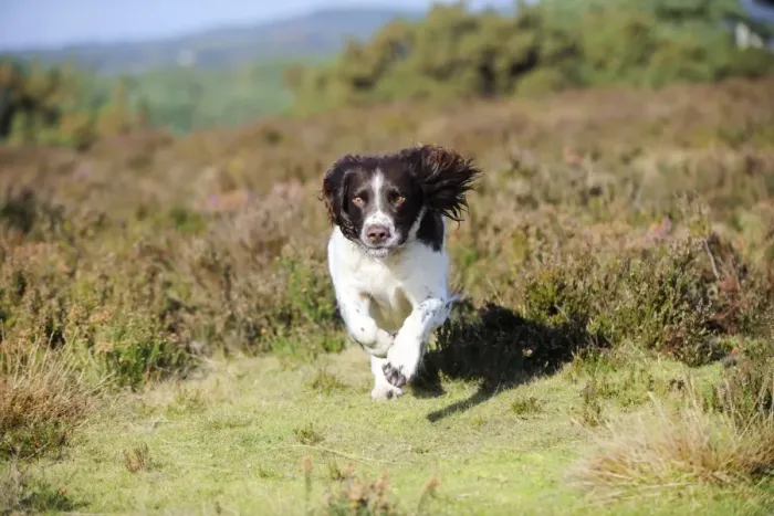 Framed Print : DOG. English springer spaniel running through heather Framed Print : DOG. English springer spaniel running through heather