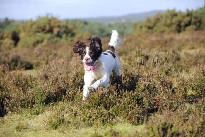 Framed Print : DOG. English springer spaniel running through heather Framed Print : DOG. English springer spaniel running through heather