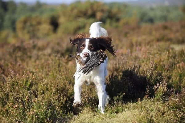 DOG. English springer spaniel running through heather carrying grouse