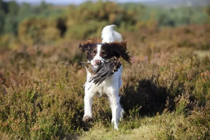 Framed Print : DOG. English springer spaniel running through heather carrying grouse Framed Print : DOG. English springer spaniel running through heather carrying grouse