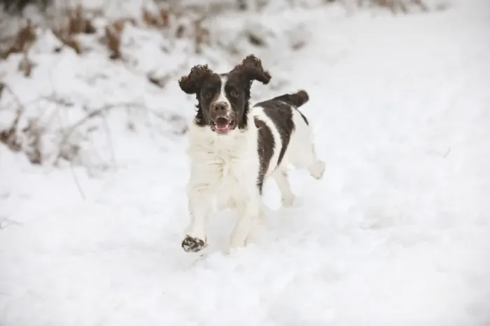 Framed Print : DOG. English springer spaniel running through the snow Framed Print : DOG. English springer spaniel running through the snow