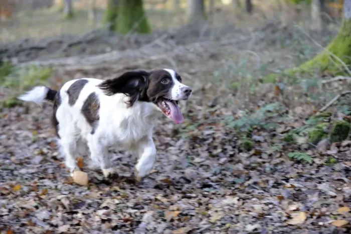 Framed Print : DOG - English springer spaniel running through the woods Framed Print : DOG - English springer spaniel running through the woods