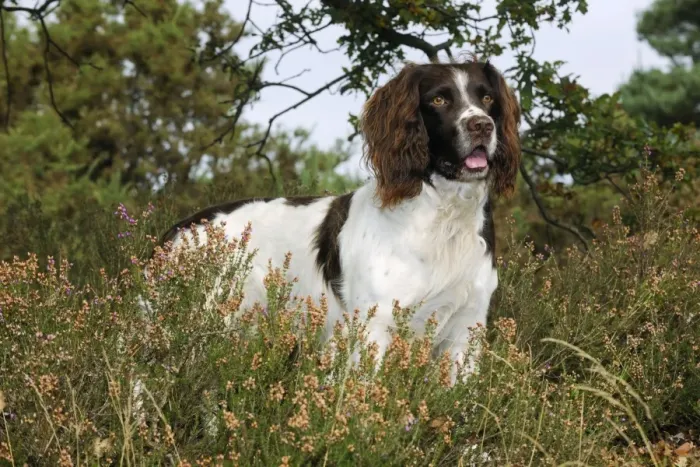 Framed Print : DOG. English springer spaniel standing in heather Framed Print : DOG. English springer spaniel standing in heather