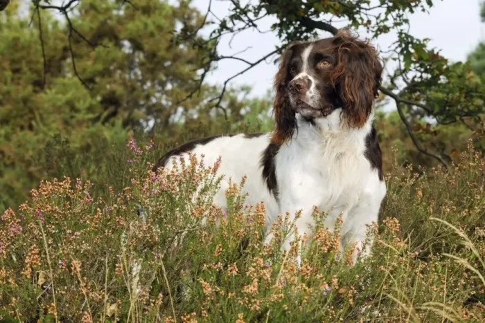 Framed Print : DOG. English springer spaniel standing in heather Framed Print : DOG. English springer spaniel standing in heather