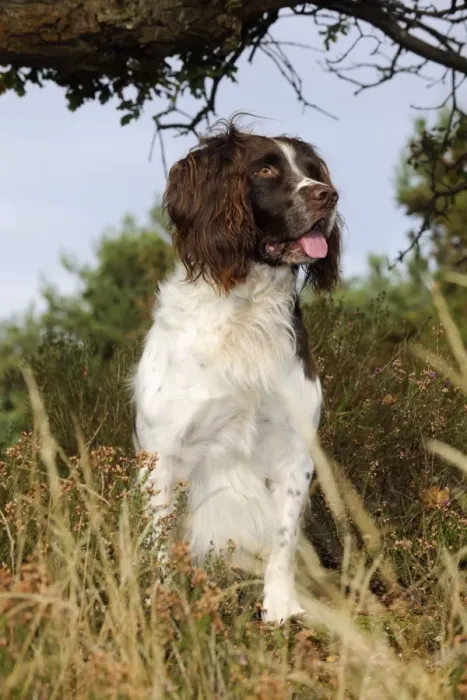 Framed Print : DOG. English springer spaniel standing in heather Framed Print : DOG. English springer spaniel standing in heather