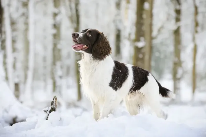 Framed Print : DOG. English springer spaniel standing in the snow Framed Print : DOG. English springer spaniel standing in the snow