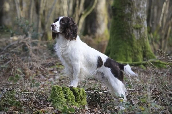DOG - English springer spaniel standing on tree stump